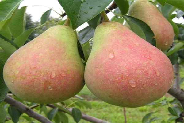 Pear Victoria photo