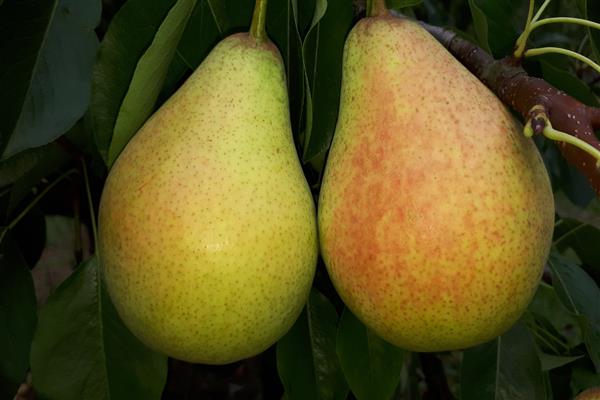 Pear Victoria photo