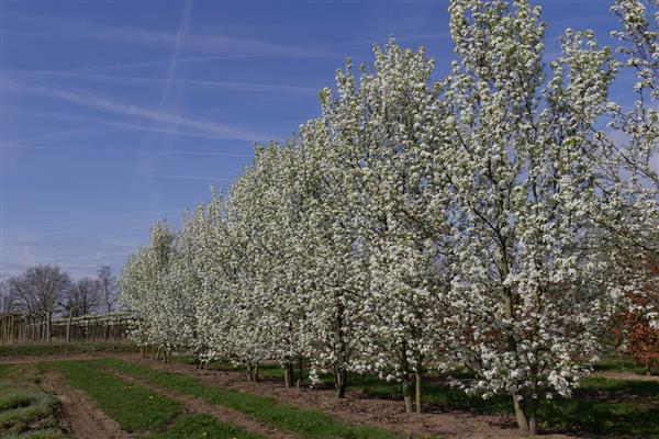 Pear Calliera Chantikler photo