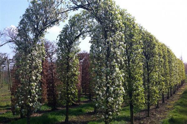 Pear Calliera Chantikler photo