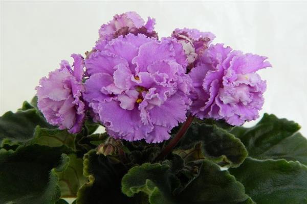 Violet Violet Lilac Paradise photo