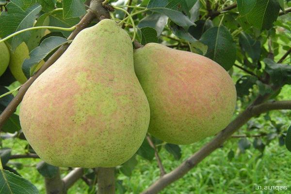 Pear Daughter Excellent photo