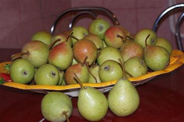Pear Ilyinka photo
