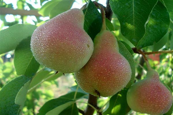Pear Forest beauty photo