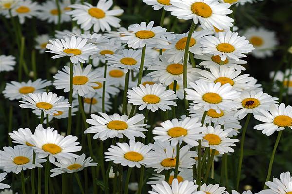 Marguerite