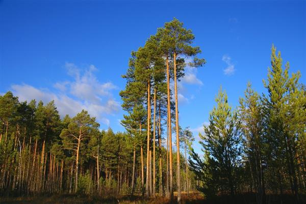 Pine photo