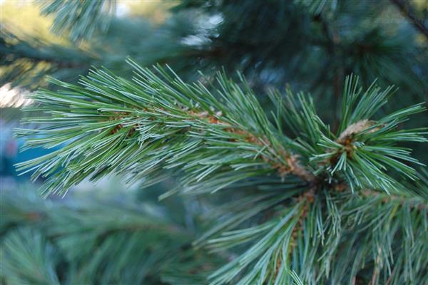Pine flexible