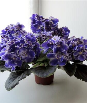 Violet Yesenia photo