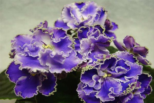 Violet Yesenia photo