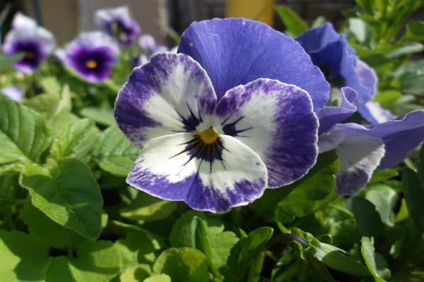 Violet Horned Gzhel patterns photo