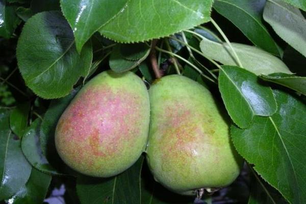 Pear Augustine photo