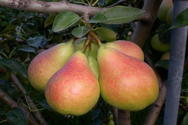 Pear Debutante photo