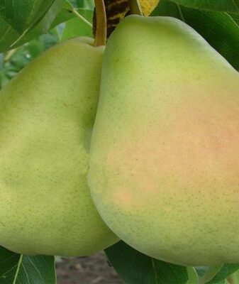 Pear Melitopol juicy photo