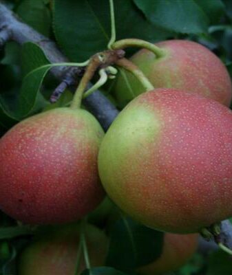 Pear New photo