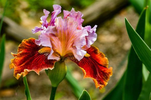 Iris photo
