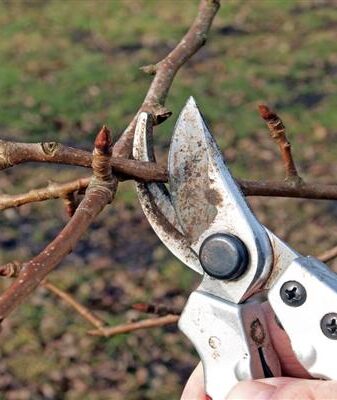 Pruning pears photo