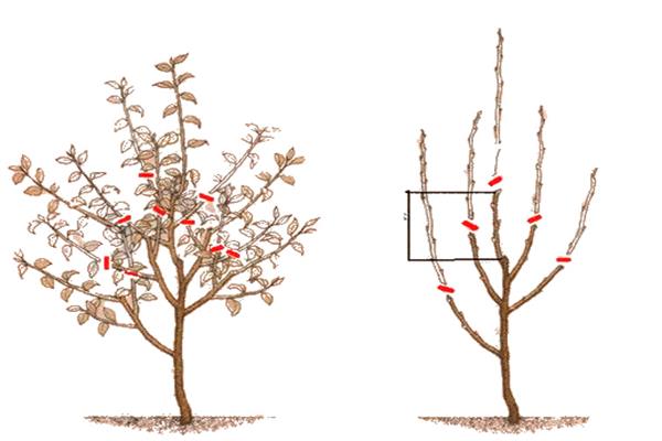 Pruning pears photo