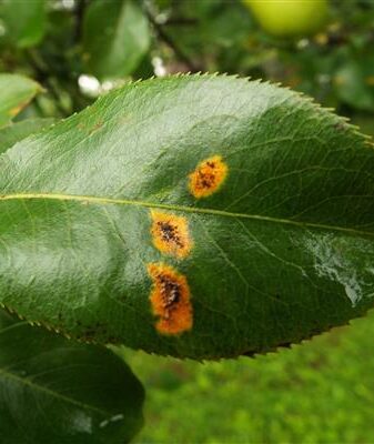 Rust on a pear photo