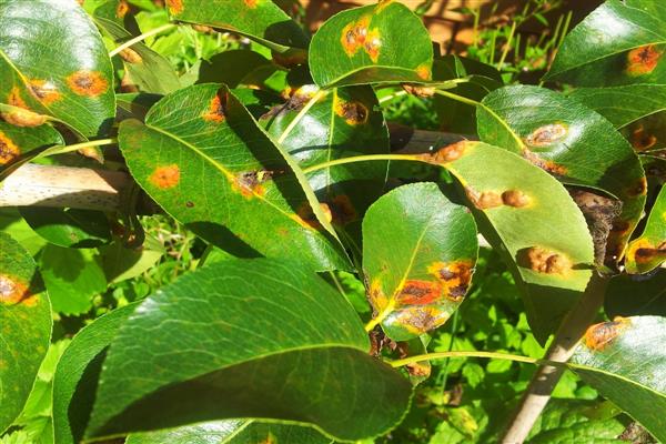 Rust on a pear photo