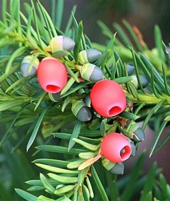 Yew photo