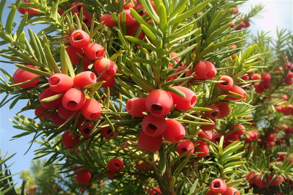 Yew photo