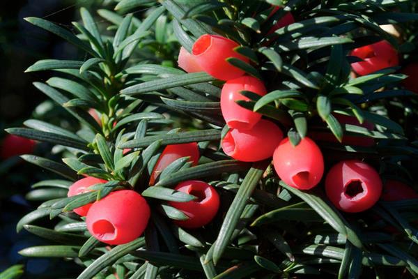 Yew photo